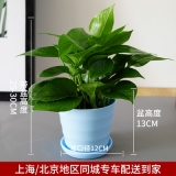 迷你绿萝吊兰仿瓷款
