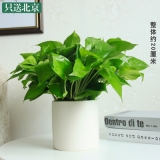 绿萝吊兰（笔筒瓷盆）