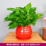 绿萝吊兰苹果螺纹盆