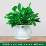 绿萝吊兰苹果螺纹盆