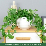 常春藤瓷盆系列