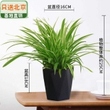 金边吊兰