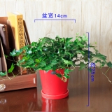常春藤瓷盆系列