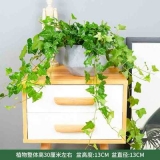 常春藤瓷盆系列