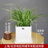 金边吊兰