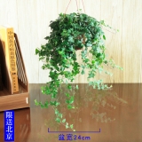 常春藤（长藤）