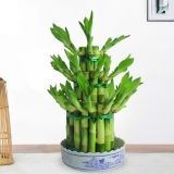 富贵塔竹【节节高】