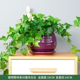 常春藤瓷盆系列