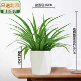 金边吊兰