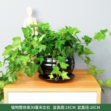 常春藤瓷盆系列