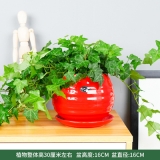 常春藤瓷盆系列