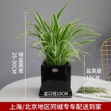 金边吊兰