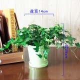 常春藤瓷盆系列