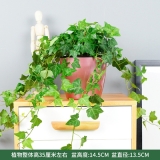 常春藤蓄水盆