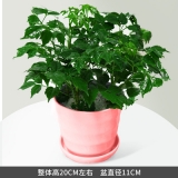 小幸福树（种盆）