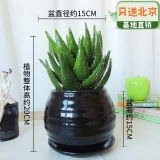 芦荟瓷盆
