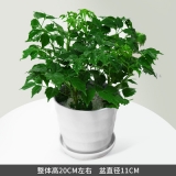 小幸福树（种盆）