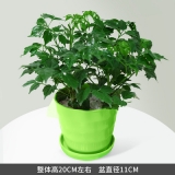 小幸福树（种盆）