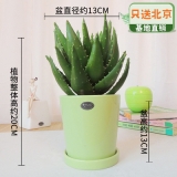 芦荟瓷盆