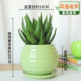 芦荟瓷盆