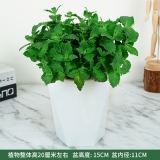 薄荷蓄水盆