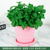薄荷（仿瓷花盆）
