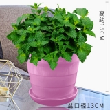 薄荷（仿瓷花盆）