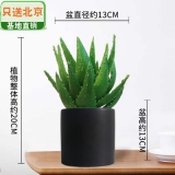 芦荟瓷盆