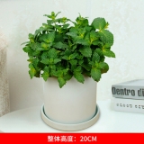 薄荷瓷盆