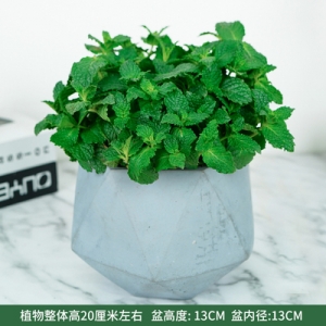 薄荷瓷盆