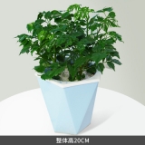 幸福树水培蓄水系列