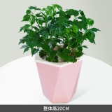 幸福树水培蓄水系列
