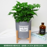 幸福树水培蓄水系列