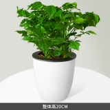 幸福树水培蓄水系列