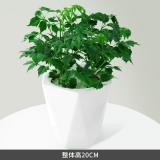 幸福树水培蓄水系列