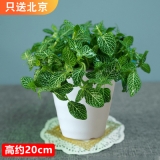 网纹草（仿瓷花盆）种盆