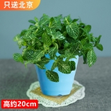 网纹草（仿瓷花盆）种盆