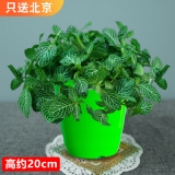 网纹草（仿瓷花盆）种盆