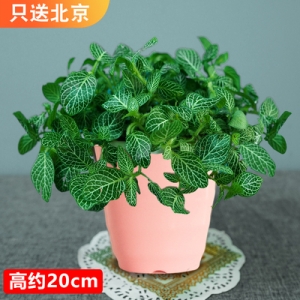 网纹草（仿瓷花盆）种盆