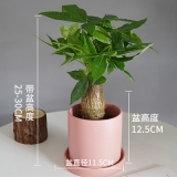 迷你单杆发财树