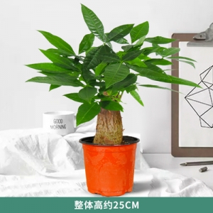 单杆小发财树仿瓷盆