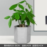 迷你三杆发财树瓷盆系列