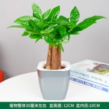 迷你三杆发财树水泥系列