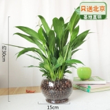 水培一帆风顺玻璃瓶系列