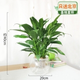 水培一帆风顺玻璃瓶系列