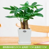 迷你三杆发财树瓷盆系列