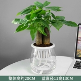 迷你三杆发财树水泥系列