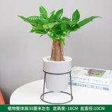 迷你三杆发财树水泥系列