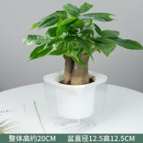 迷你三杆发财树水泥系列
