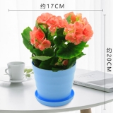 海棠仿瓷盆系列